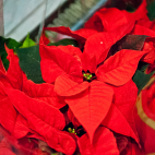 Table decorations<br/><a href="gallery/swib_dec2012/281/add/#comments">Add comment</a>